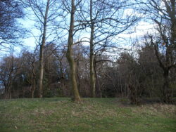 Lowe Hill, site of the first Sandal Castle